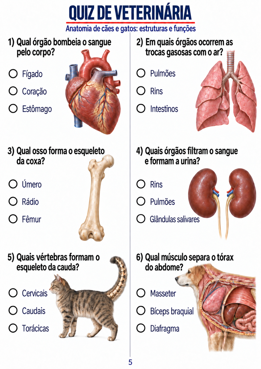 Rodada visual sobre estruturas e funções