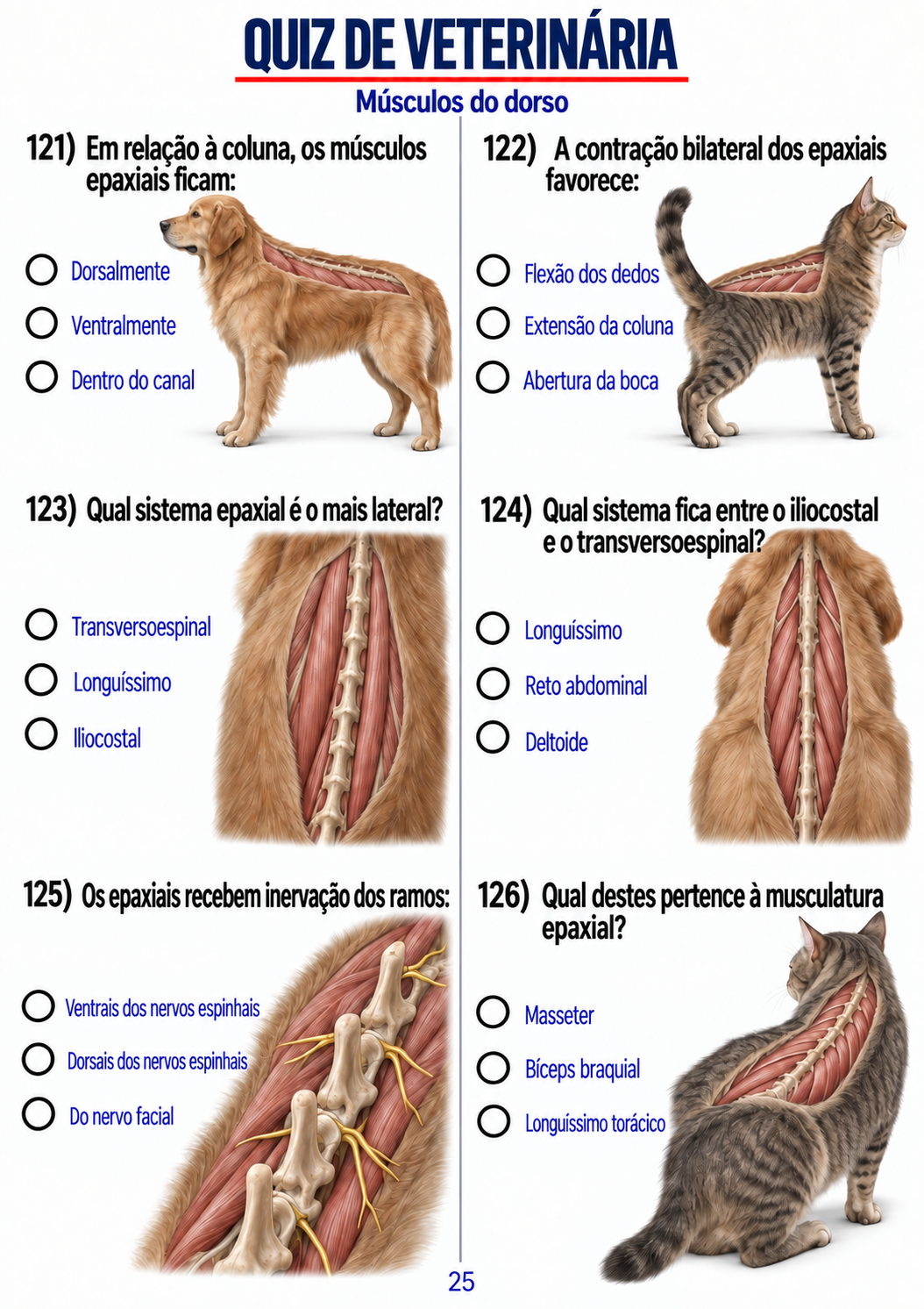 Rodada visual sobre músculos do dorso